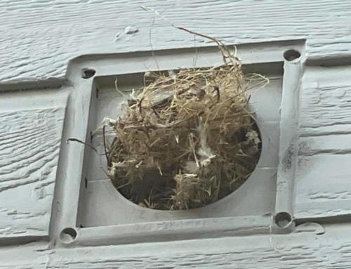 How Often to Clean Dryer Vent